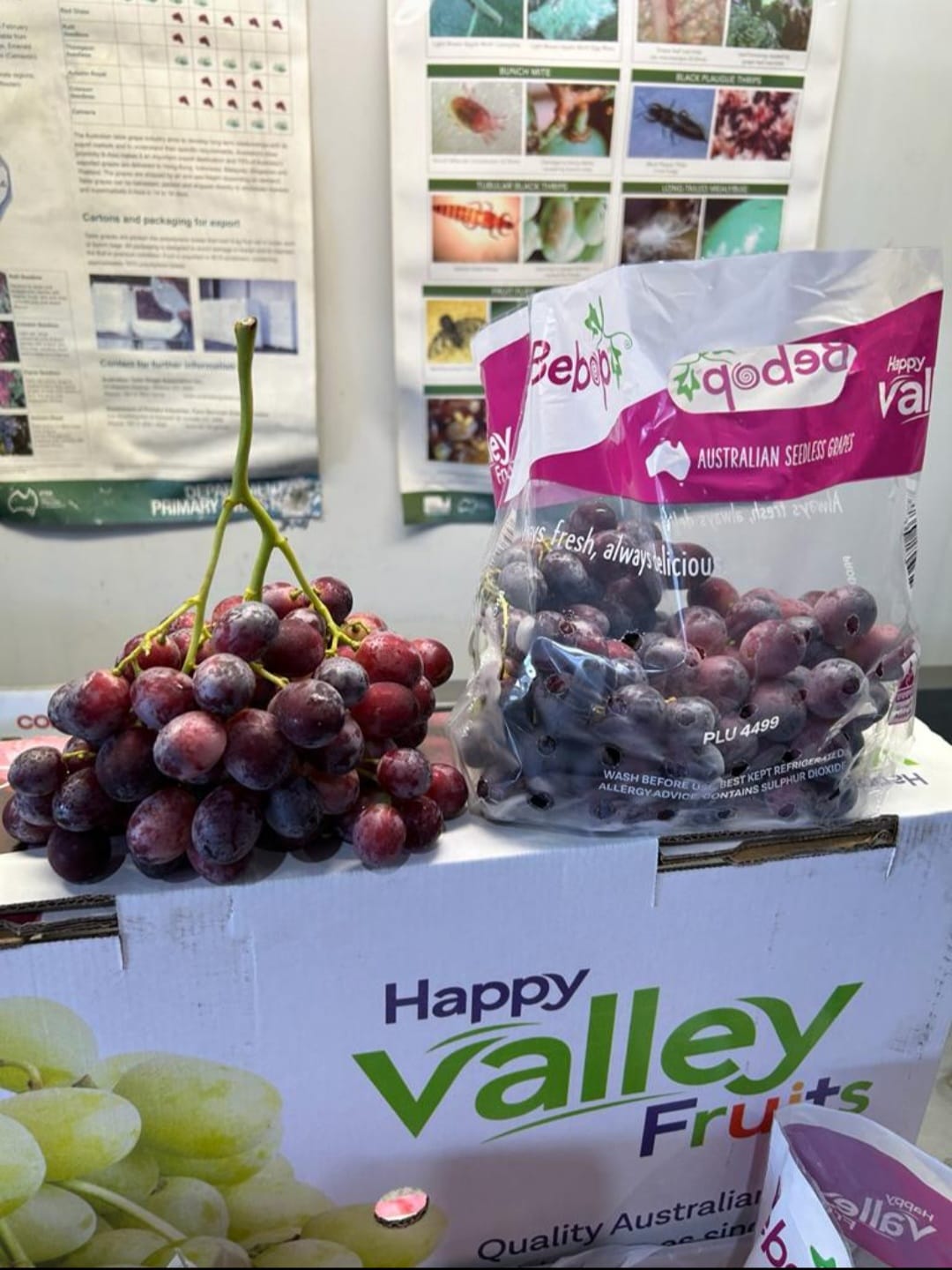 Beebop Red Grapes