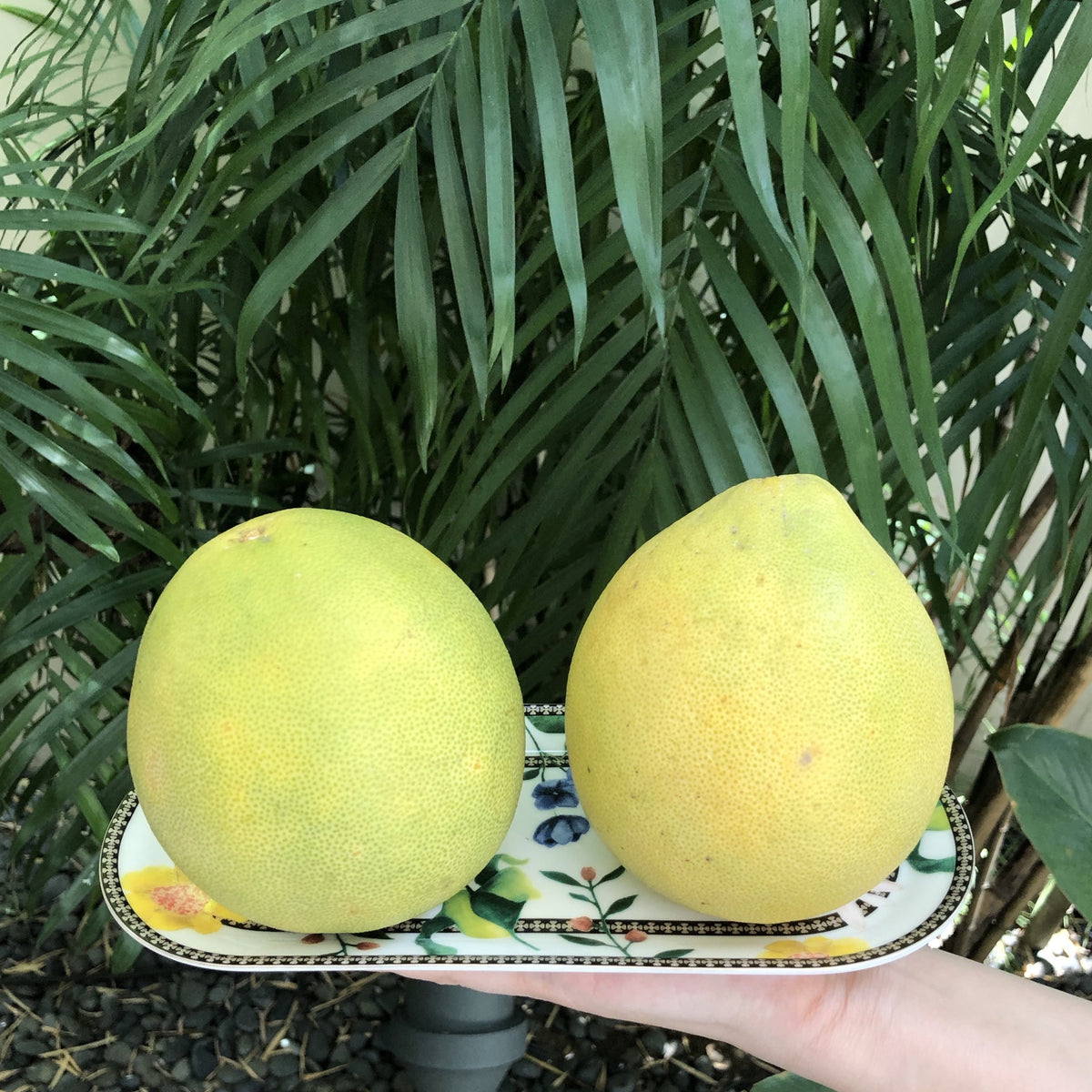 Pomelos Fruit Loot Ph