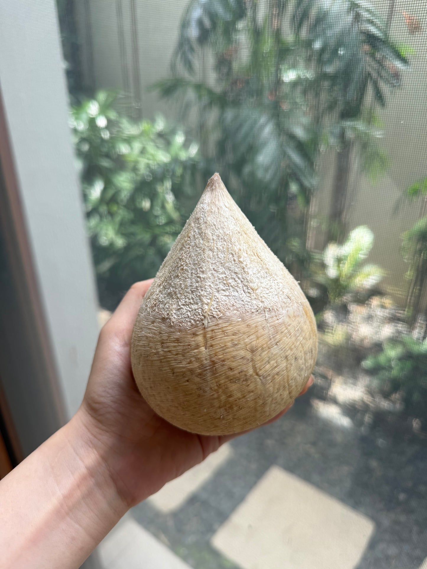 Thai Young Coconut
