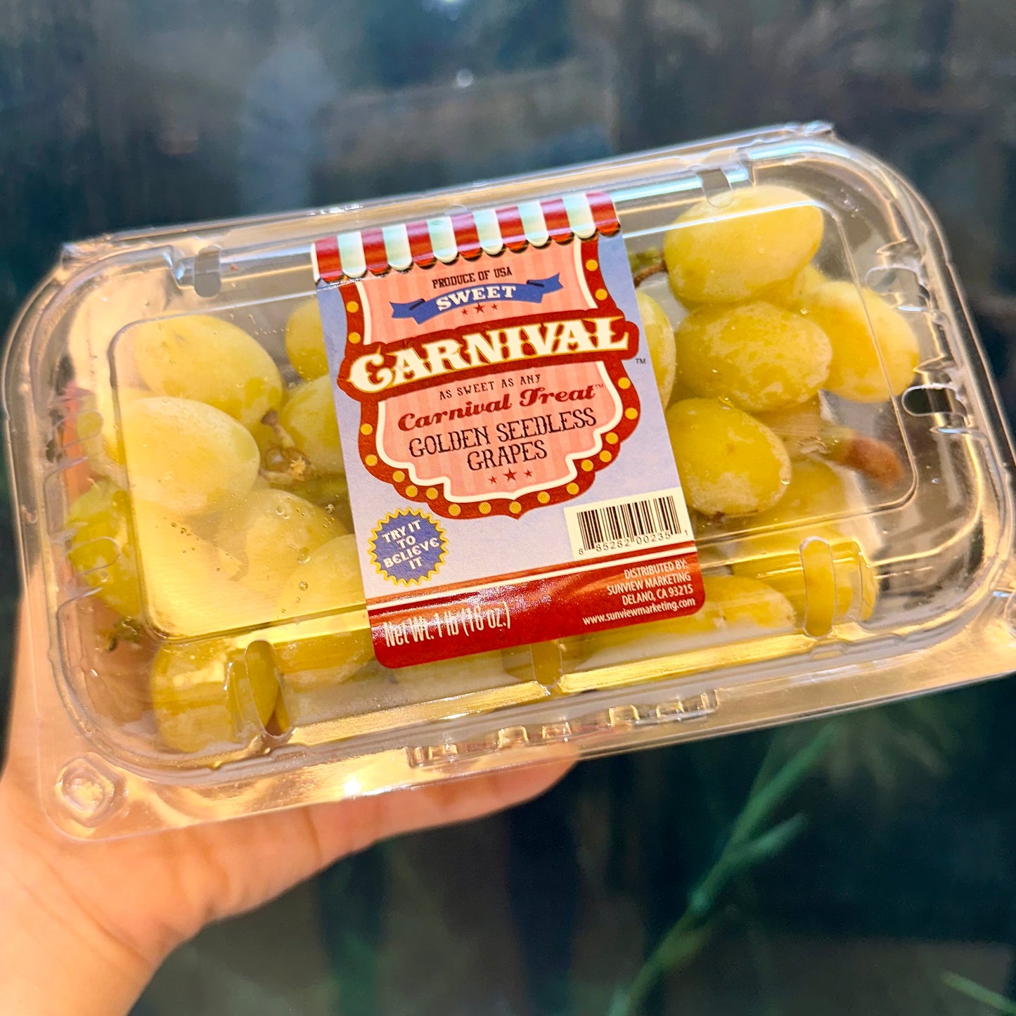 Carnival (Cotton Candy) Grapes