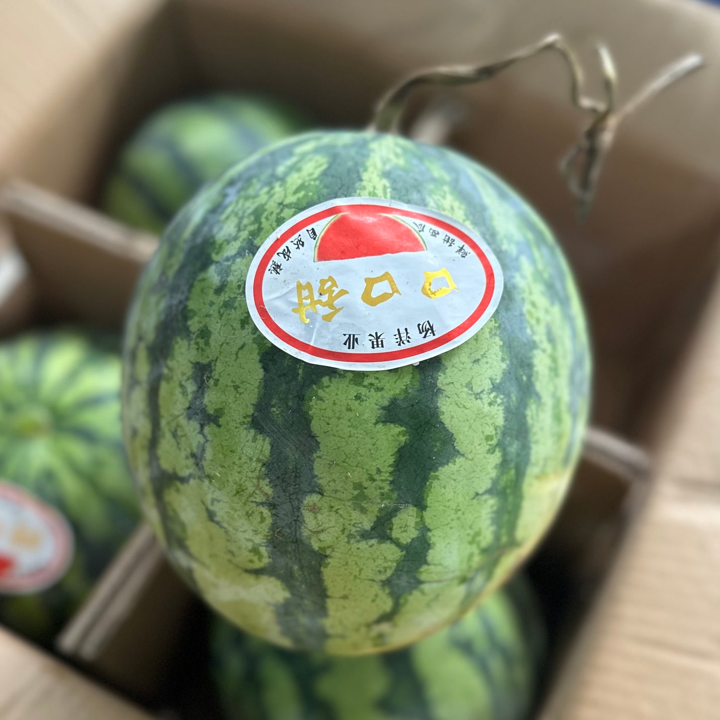 Japanese Kirin Watermelon