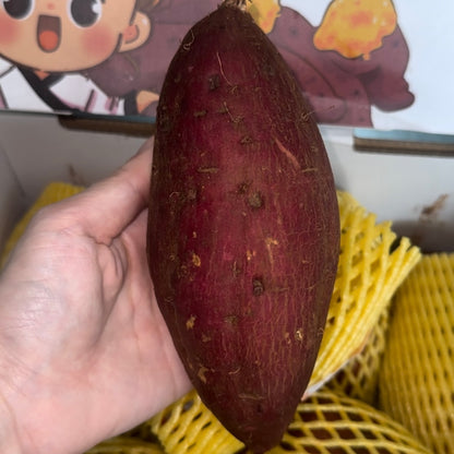 Japanese Sweet Potato (Yellow)