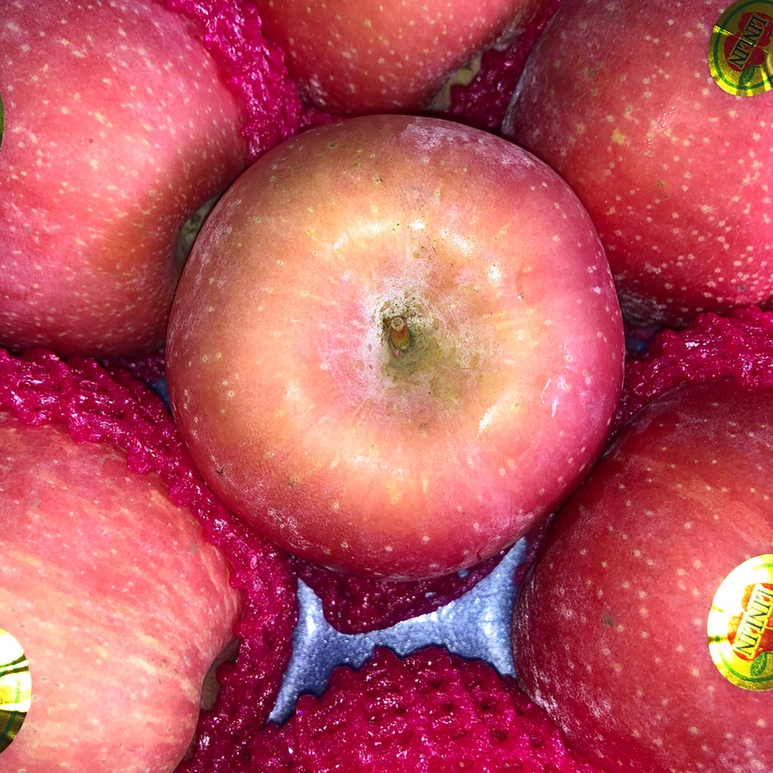 Simplot Fuji Apples Fuji Apples – Fruit Loot Ph