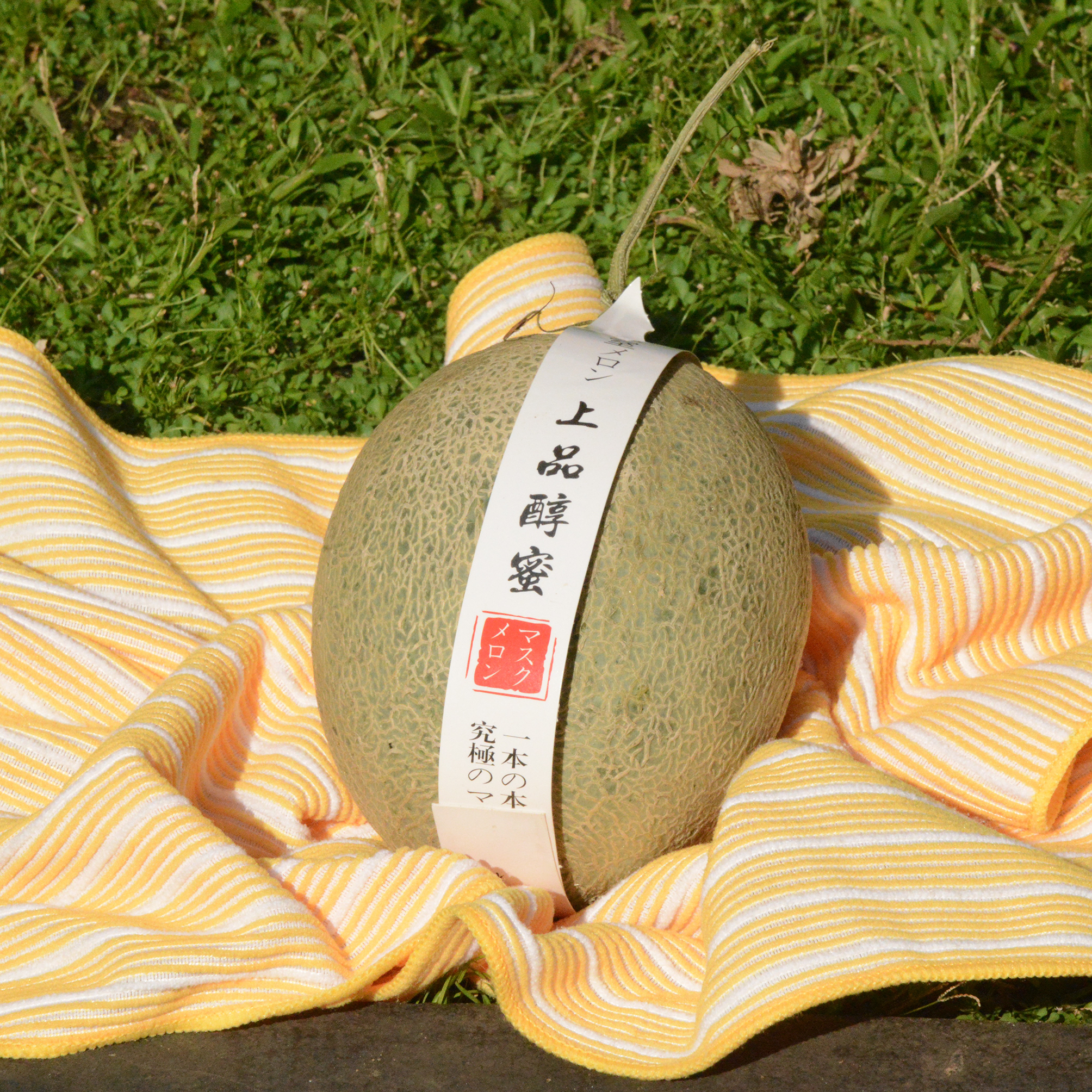 Japan Musk Melon
