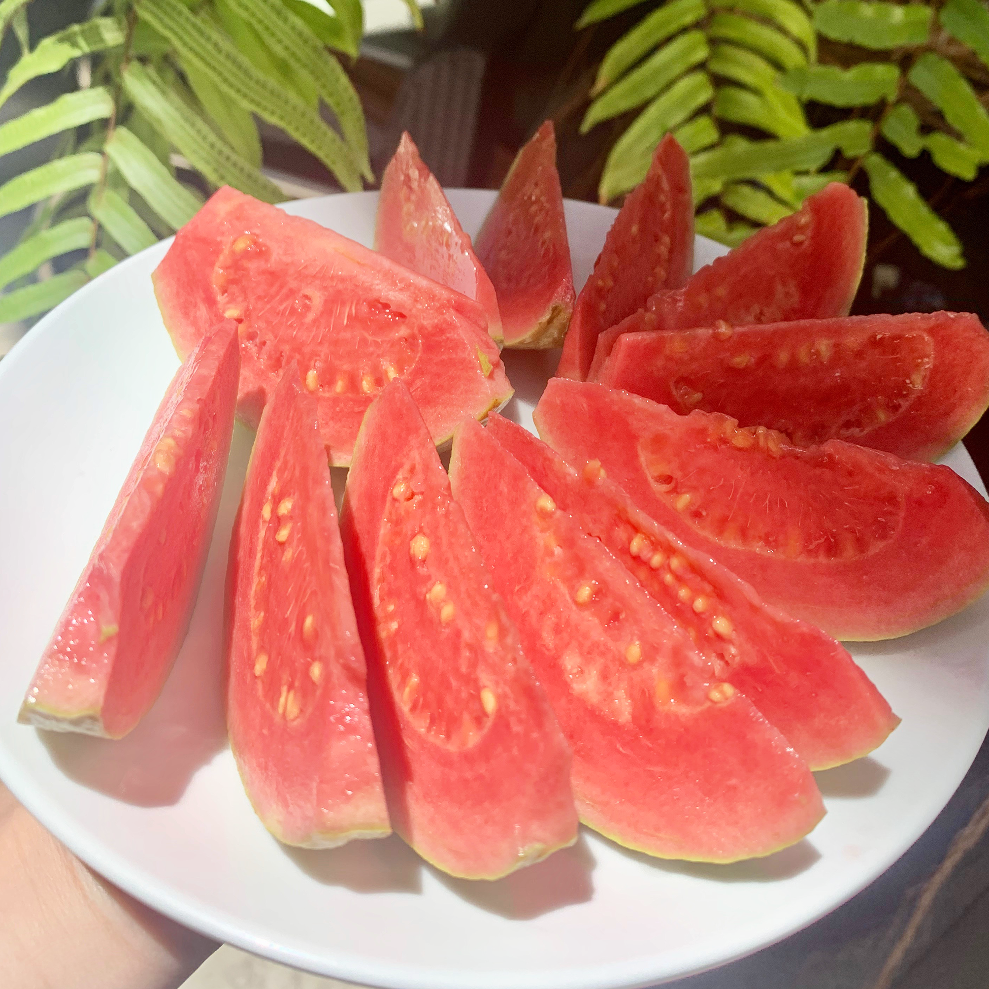 Red Guvas Red Guava