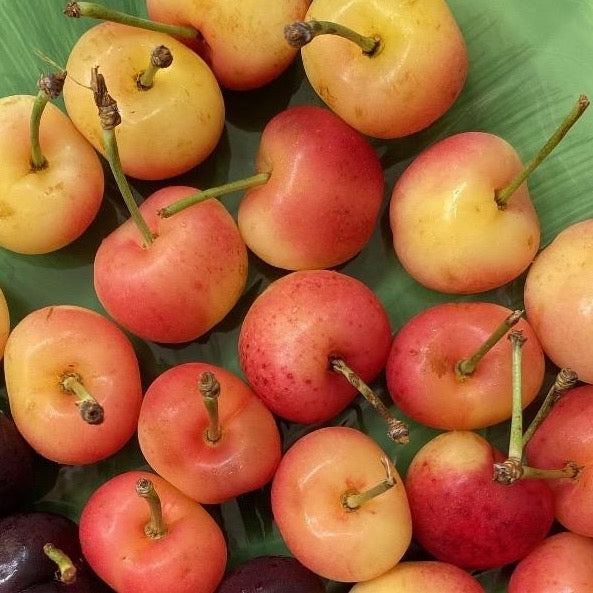 Rainier Cherries