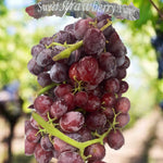 Load image into Gallery viewer, Candy Snaps Grapes
