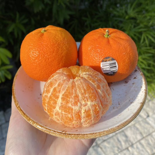 Ponkans (Mandarin Oranges)