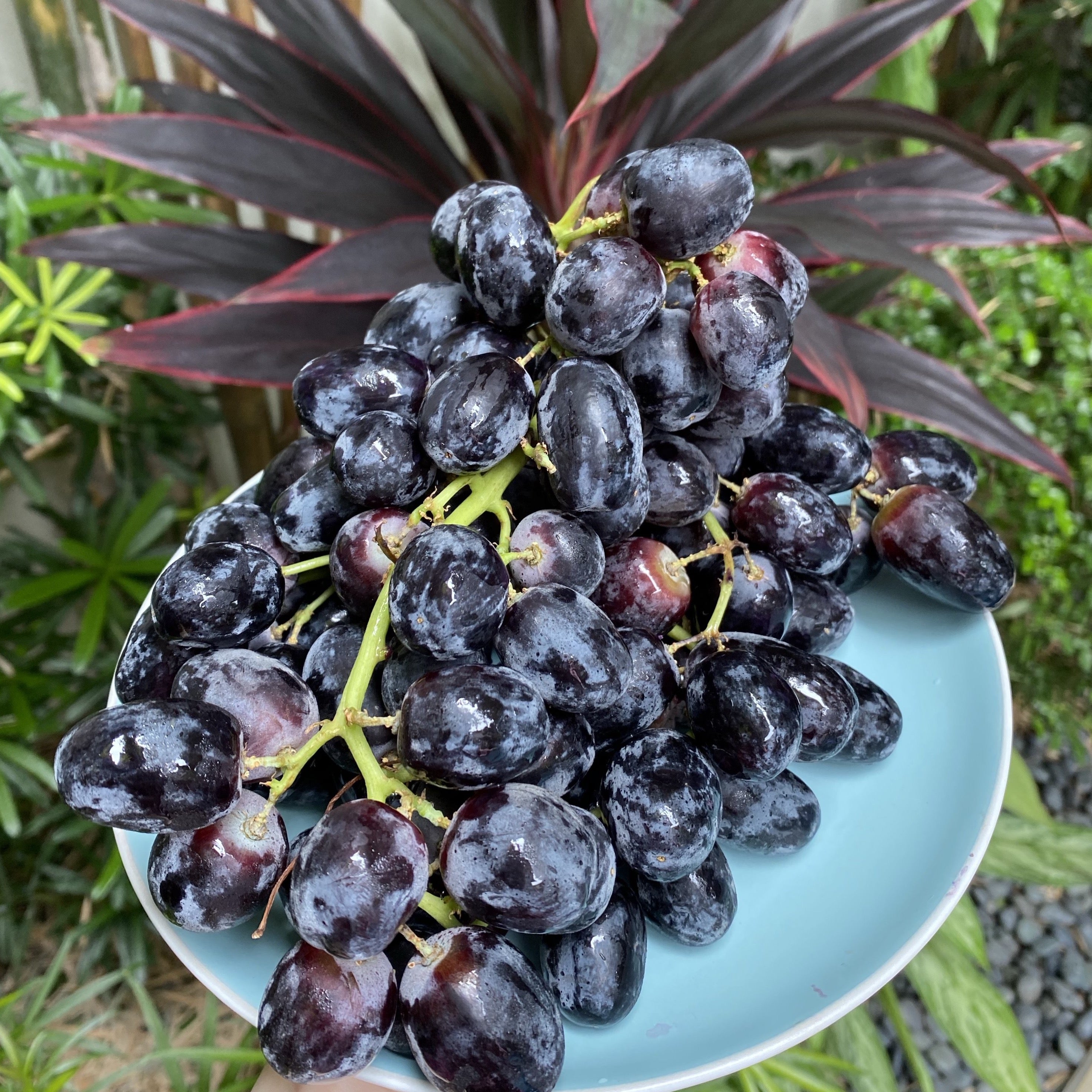 Midnight Beauty Black Grapes