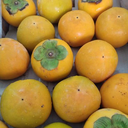 Korean Persimmon