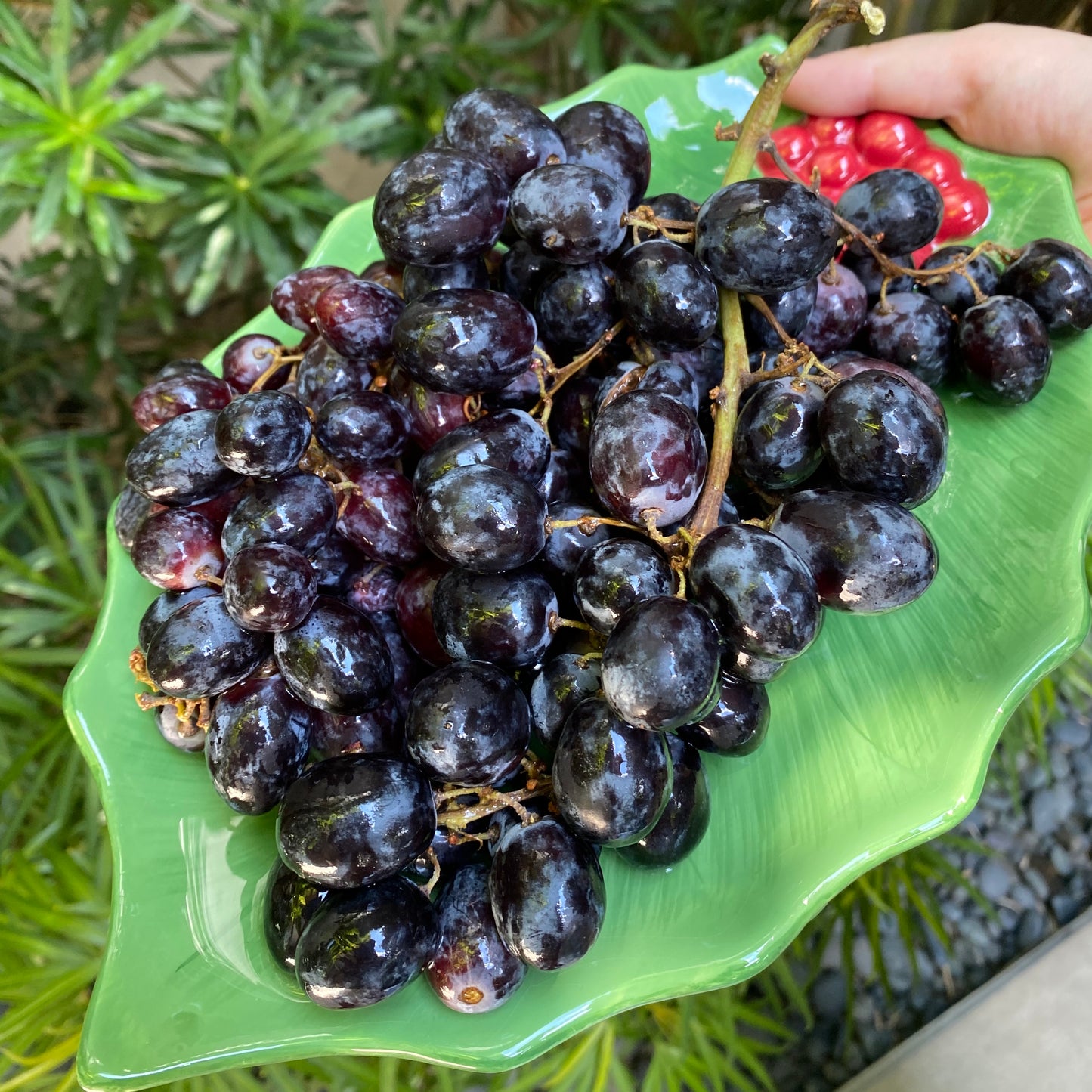 Autumn Royal Black Grapes