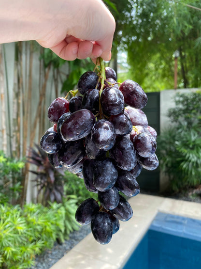 Autumn Royal Black Grapes