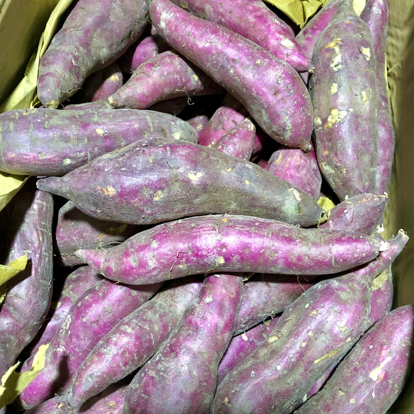 Japanese Sweet Potato (Yellow)