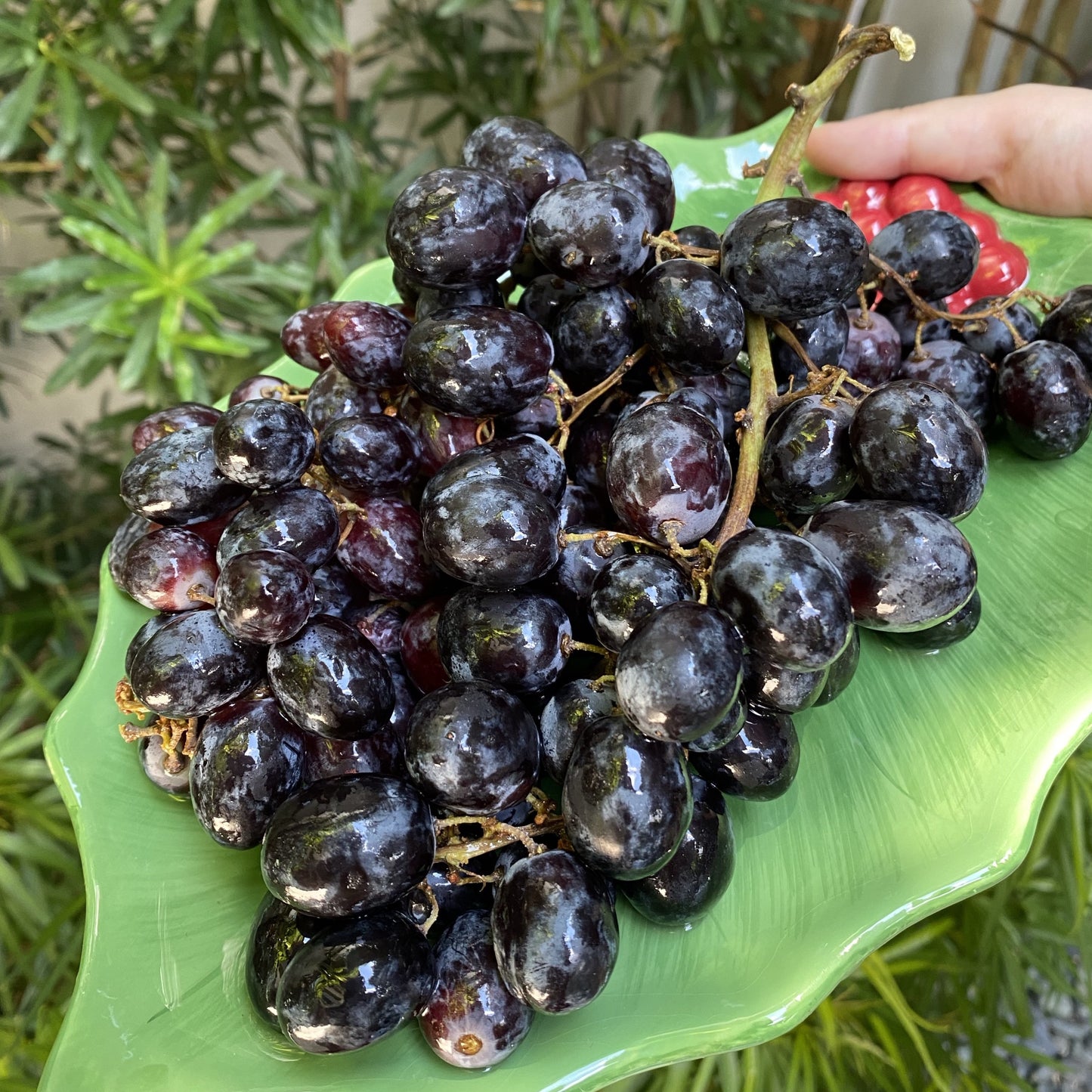 Midnight Beauty Black Grapes