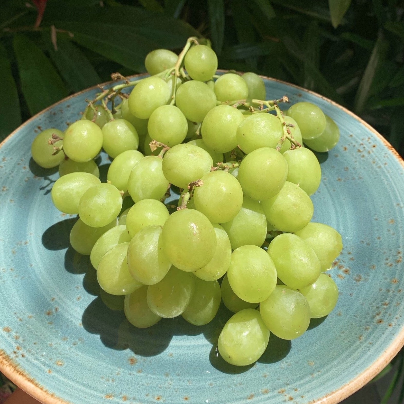Ivory Green Grapes