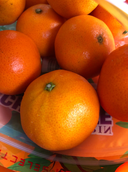 Japanese Variety Mandarin