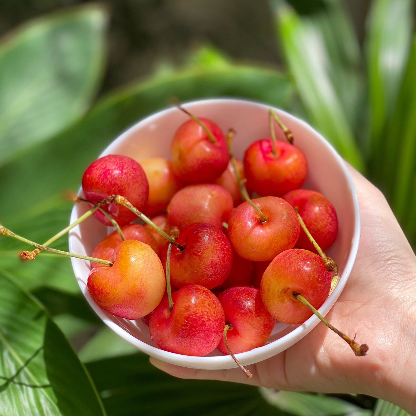 Skylar Rae Cherries